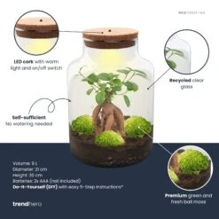 Milky Bonsai - Terrarium - Bottle Garden DIY Kit - Ø 21 Cm ↑ 30 Cm -Plant Haven Home milky bonsai plant terrarium diy kit info trendhero