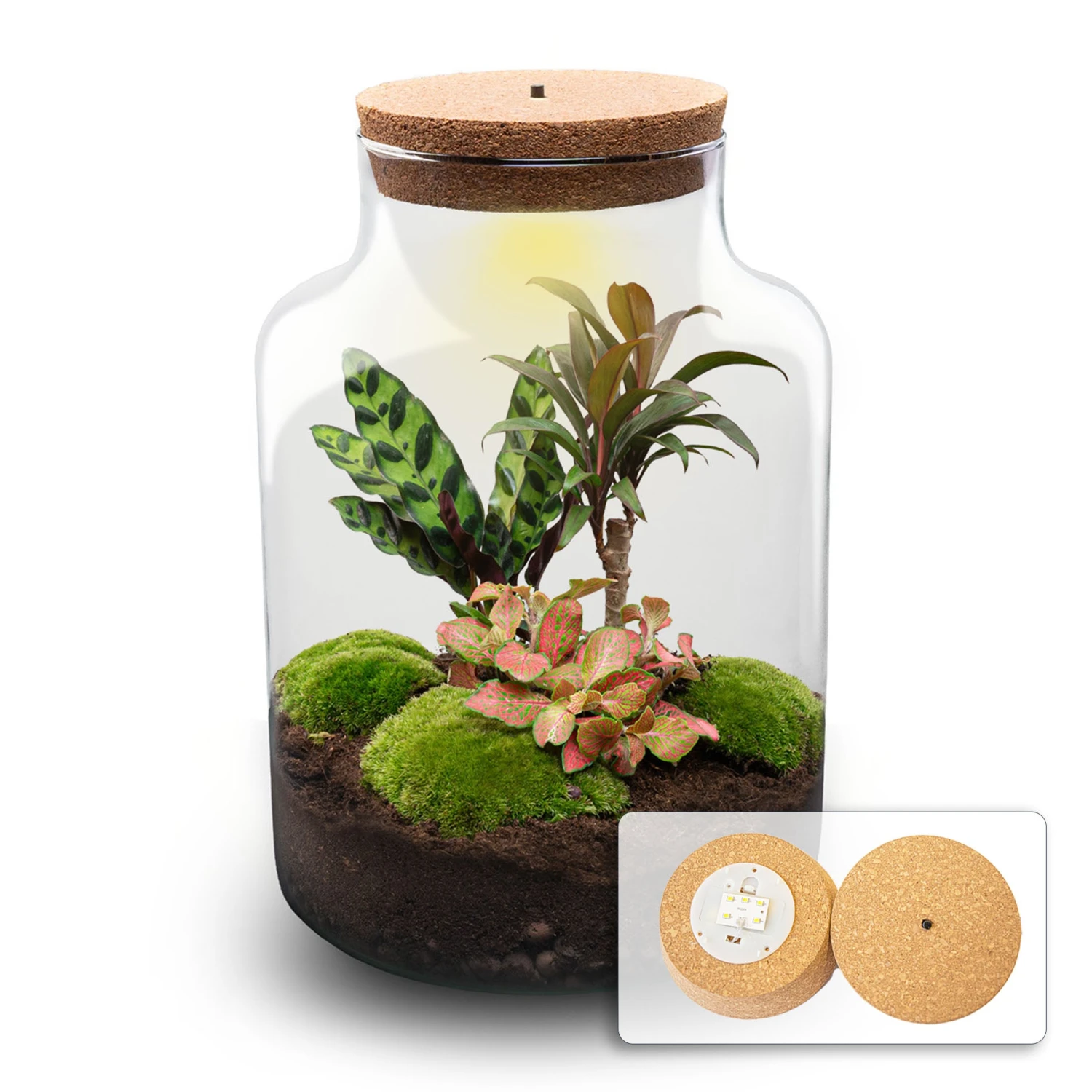 Milky Palm - Terrarium - Bottle Garden DIY Kit - Ø 21 Cm ↑ 30 Cm 1 Milky Palm - Terrarium - Bottle Garden DIY Kit - Ø 21 Cm ↑ 30 Cm