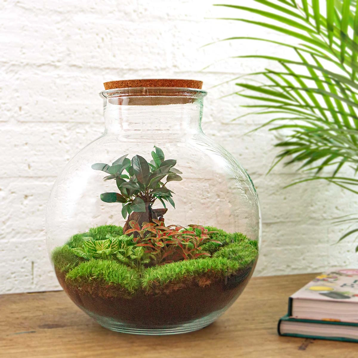 Bolder Bob Bonsai - Terrarium With Light - Bottle Garden DIY Kit - Ø 31 Cm ↑ 30 Cm 6 Bolder Bob Bonsai - Terrarium With Light - Bottle Garden DIY Kit - Ø 31 Cm ↑ 30 Cm - Image 6