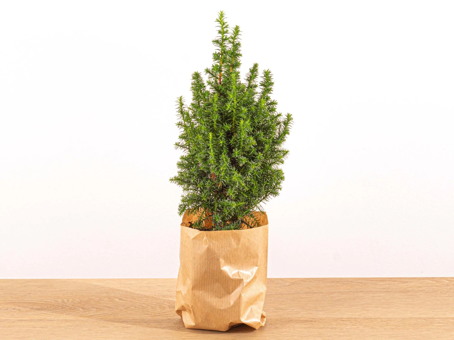 Mini Christmas Tree - Picea Glauca Perfecta - 25-30 Cm 1 Mini Christmas Tree - Picea Glauca Perfecta - 25-30 Cm