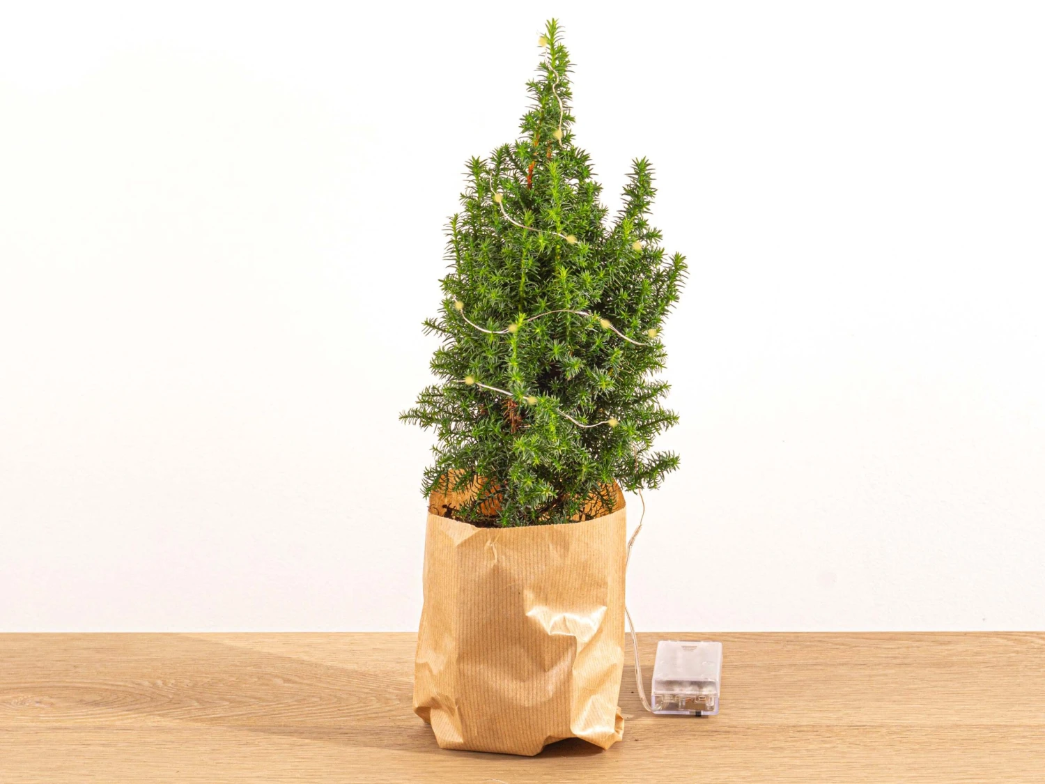 Mini Christmas Tree - Picea Glauca Perfecta - 25-30 Cm 2 Mini Christmas Tree - Picea Glauca Perfecta - 25-30 Cm - Image 2