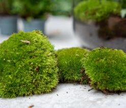 5 Terrarium Plants - Plant Terrarium Refill & Starter Kit - 5 Terrarium Plants - DIY 7 5 Terrarium Plants - Plant Terrarium Refill & Starter Kit - 5 Terrarium Plants - DIY -Plant Haven Home moss refill kits