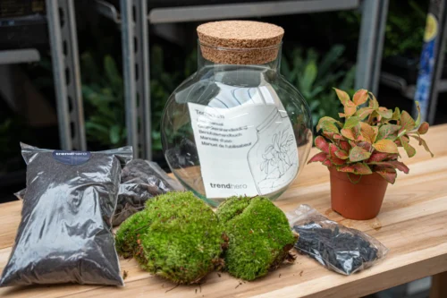 Noah - Terrarium - Bottle Garden DIY Kit - Ø 18.5 Cm ↑ 19 Cm -Plant Haven Home moss terrarium kit with fittonia trendhero jpg