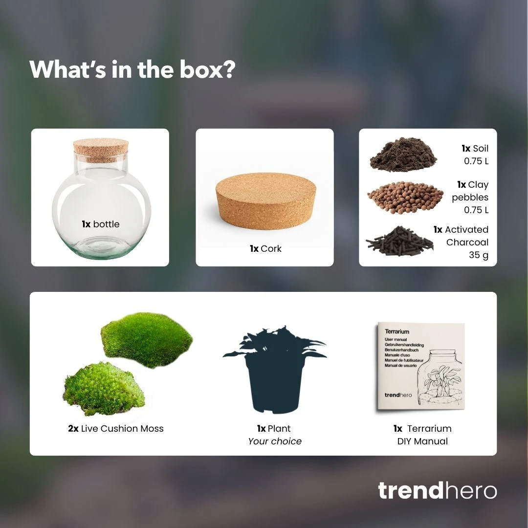 Noah - Terrarium - Bottle Garden DIY Kit - Ø 18.5 Cm ↑ 19 Cm 9 Noah - Terrarium - Bottle Garden DIY Kit - Ø 18.5 Cm ↑ 19 Cm - Image 9