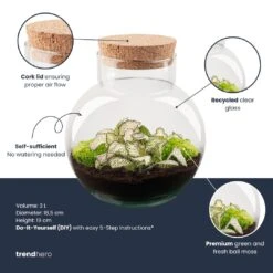Noah - Terrarium - Bottle Garden DIY Kit - Ø 18.5 Cm ↑ 19 Cm 13 Noah - Terrarium - Bottle Garden DIY Kit - Ø 18.5 Cm ↑ 19 Cm -Plant Haven Home noah plant terrarium diy kit info trendhero 8f6af882 9678 488d 9c6e 24b1573a7a6a