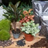 Palm - Plant Terrarium Refill & Starter Kit - 3 Terrarium Plants - DIY