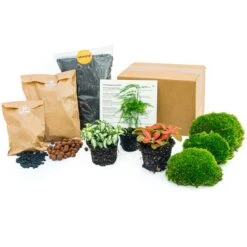 Asparagus - Plant Terrarium Refill & Starter Kit - 3 Terrarium Plants - DIY -Plant Haven Home plant terrarium package asparagus 6f626eeb 5f15 4b3a 9a05 988f56daf44d