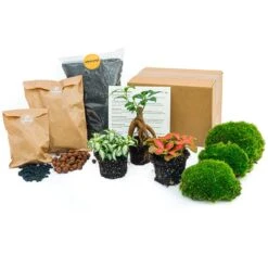 Bonsai Ficus Ginseng - Plant Terrarium Refill & Starter Kit - 3 Terrarium Plants - DIY 7 Bonsai Ficus Ginseng - Plant Terrarium Refill & Starter Kit - 3 Terrarium Plants - DIY -Plant Haven Home plant terrarium package bonsai e537b54f a05e 4655 b448 0e95f64a5449