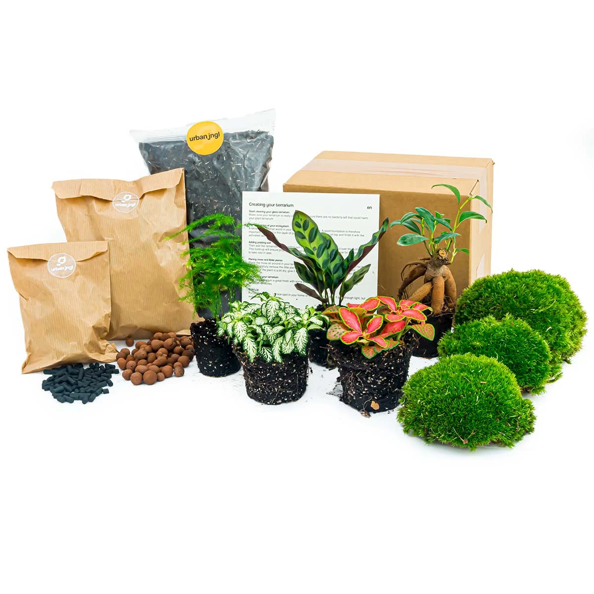 5 Terrarium Plants - Plant Terrarium Refill & Starter Kit - 5 Terrarium Plants - DIY 1 5 Terrarium Plants - Plant Terrarium Refill & Starter Kit - 5 Terrarium Plants - DIY