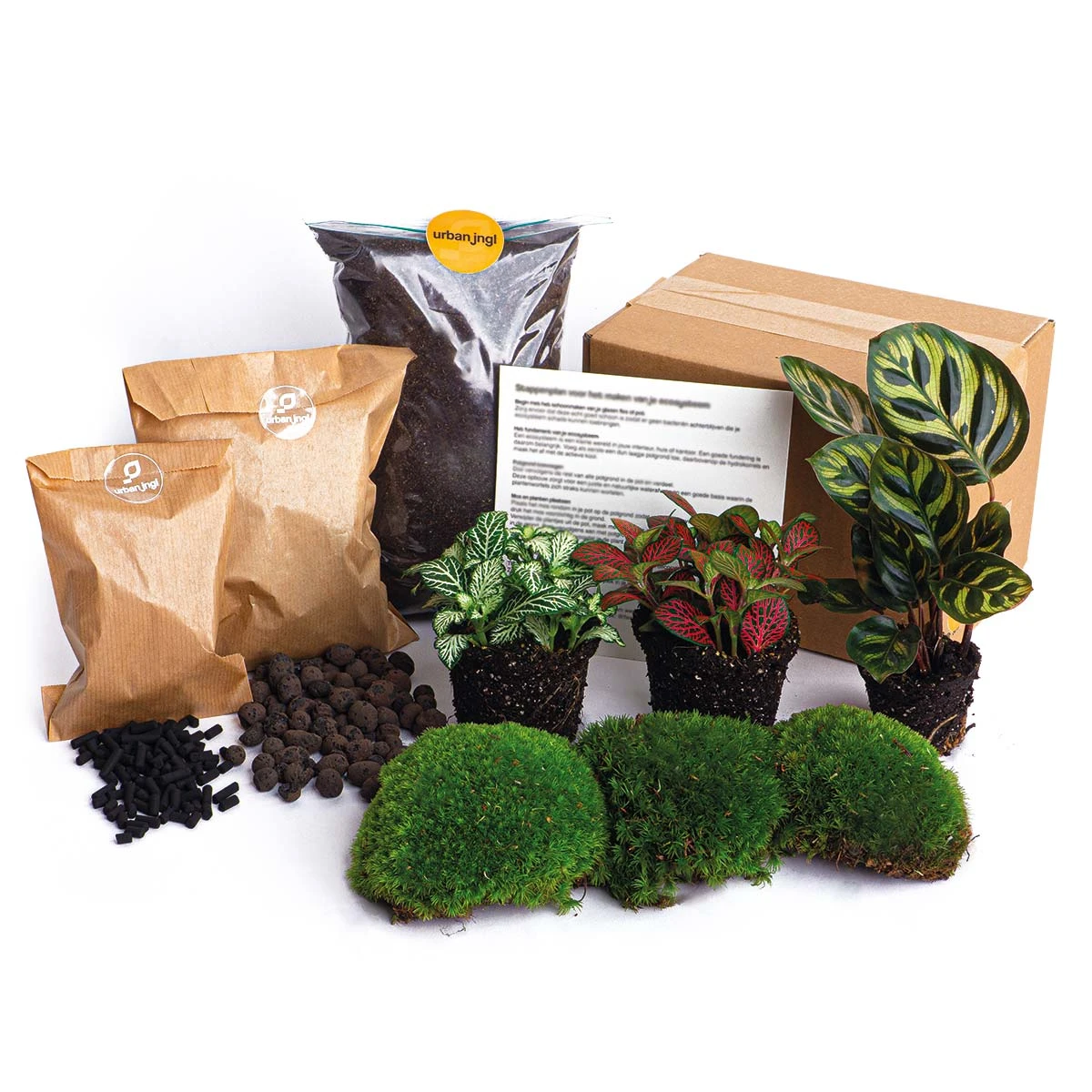 Calathea Makoyana - Plant Terrarium Refill & Starter Kit - 3 Terrarium Plants - DIY 4 Calathea Makoyana - Plant Terrarium Refill & Starter Kit - 3 Terrarium Plants - DIY - Image 4