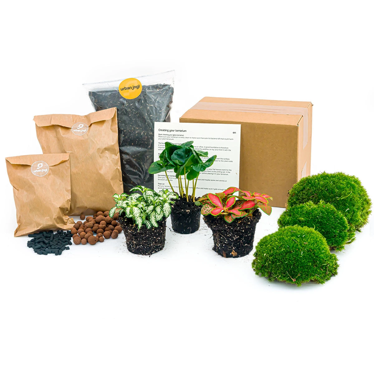 Coffea Arabica - Plant Terrarium Refill & Starter Kit - 3 Terrarium Plants - DIY 3 Coffea Arabica - Plant Terrarium Refill & Starter Kit - 3 Terrarium Plants - DIY - Image 3