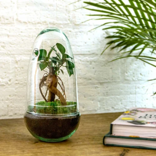 Egg - Terrarium - Two-part Glass Dome - Bottle Garden DIY Kit - Ø 12 Cm ↑ 25 Cm 20 Egg - Terrarium - Two-part Glass Dome - Bottle Garden DIY Kit - Ø 12 Cm ↑ 25 Cm -Plant Haven Home planten terrarium bonsai ef3c812e 4a44 4872 af3c 09ed447527ee
