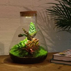 Sam Calathea - Terrarium With Light - Bottle Garden DIY Kit - Ø 24.5 Cm ↑ 30 Cm -Plant Haven Home planten terrarium ecosysteem met verlichting lamp a6d803ed 793f 4b6c b052 fcb9150c733e