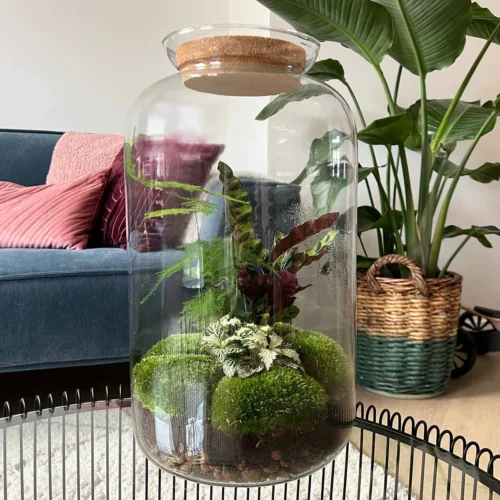 Sven XL Botanical - Terrarium With Light - Bottle Garden DIY Kit - Ø 23 Cm ↑ 43 Cm -Plant Haven Home planten terrarium sven