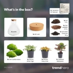 Sam Calathea - Terrarium With Light - Bottle Garden DIY Kit - Ø 24.5 Cm ↑ 30 Cm -Plant Haven Home sam calathea terrarium diy bottle garden