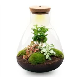 24x Terrarium - Sam Coffea With Light - Sustainable Business Gift - ↑ 30 Cm - DIY -Plant Haven Home sam led coffea terrarium flaschengarten
