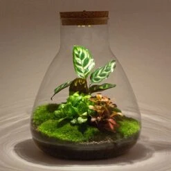 Plant Haven Home 26 Plant Haven Home -Plant Haven Home sam terrarium ecosysteem met lamp 15d2b0a6 9058 4d80 b162 cd58eaeac4a6
