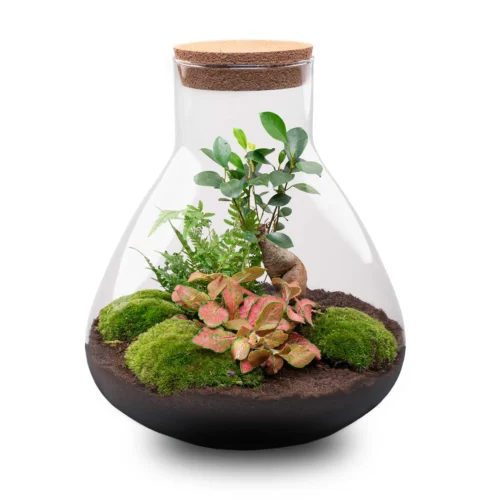 Sam XL Bonsai - Terrarium With Light - Bottle Garden DIY Kit - Ø 30 cm ↑ 32 cm 8 Sam XL Bonsai - Terrarium With Light - Bottle Garden DIY Kit - Ø 30 cm ↑ 32 cm -Plant Haven Home sam xl bonsai red terrarium flaschengarten