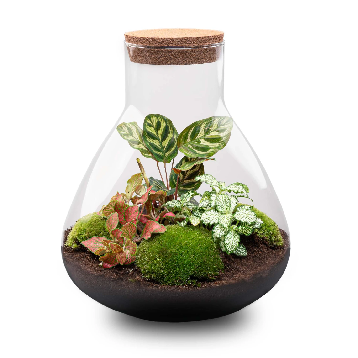 Sam XL Red - Terrarium With Light - Bottle Garden DIY Kit - Ø 30 cm ↑ 32 cm 2 Sam XL Red - Terrarium With Light - Bottle Garden DIY Kit - Ø 30 cm ↑ 32 cm - Image 2