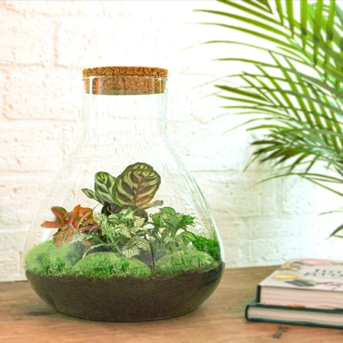 Sam XL Red - Terrarium With Light - Bottle Garden DIY Kit - Ø 30 cm ↑ 32 cm 10 Sam XL Red - Terrarium With Light - Bottle Garden DIY Kit - Ø 30 cm ↑ 32 cm -Plant Haven Home sam xl red terrarium met planten in flesjpg