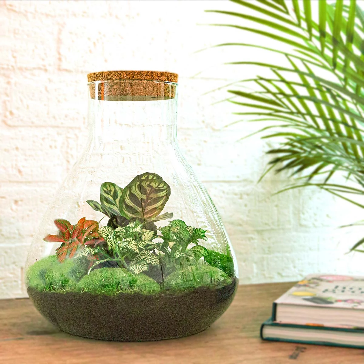 Sam XL Red - Terrarium With Light - Bottle Garden DIY Kit - Ø 30 cm ↑ 32 cm 5 Sam XL Red - Terrarium With Light - Bottle Garden DIY Kit - Ø 30 cm ↑ 32 cm - Image 5