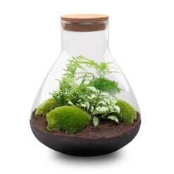 Sam XL - Terrarium With Light - Bottle Garden DIY Kit - Ø 30 cm ↑ 32 cm -Plant Haven Home sam xl terrarium flaschengarten green