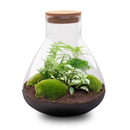Sam XL - Terrarium With Light - Bottle Garden DIY Kit - Ø 30 cm ↑ 32 cm -Plant Haven Home sam xl terrarium flaschengarten green