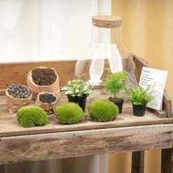 Sam XL - Terrarium With Light - Bottle Garden DIY Kit - Ø 30 cm ↑ 32 cm -Plant Haven Home sam xl terrarium kit flaschengarten trendhero DSC03671