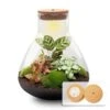 Sam XL Red - Terrarium With Light - Bottle Garden DIY Kit - Ø 30 cm ↑ 32 cm
