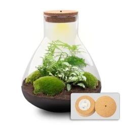 Sam XL - Terrarium With Light - Bottle Garden DIY Kit - Ø 30 cm ↑ 32 cm