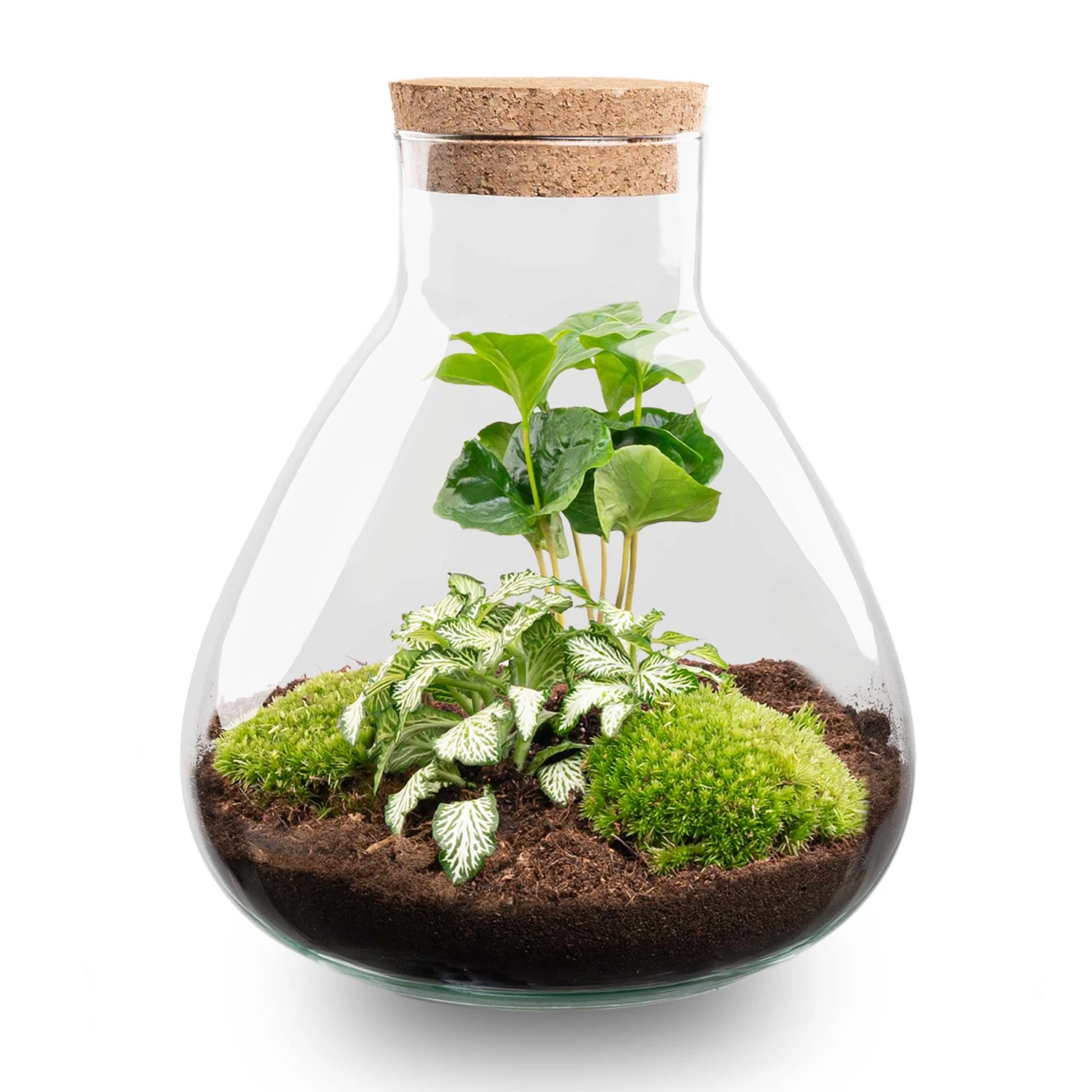 Sammie - Terrarium With Light - Bottle Garden DIY Kit - Ø 22,5 Cm ↑ 27 Cm 5 Sammie - Terrarium With Light - Bottle Garden DIY Kit - Ø 22,5 Cm ↑ 27 Cm - Image 5