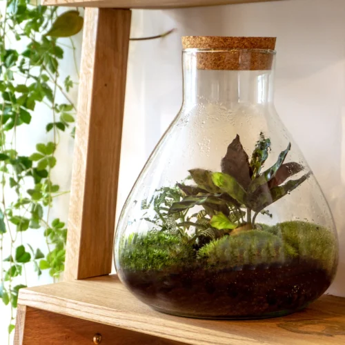 Sammie - Terrarium With Light - Bottle Garden DIY Kit - Ø 22,5 Cm ↑ 27 Cm -Plant Haven Home sammie diy terrarium kit 1 66ea1bcd 124a 4003 85f0 f17e059f481f