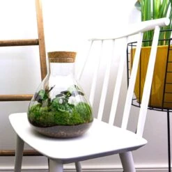 Sammie - Terrarium With Light - Bottle Garden DIY Kit - Ø 22,5 Cm ↑ 27 Cm 24 Sammie - Terrarium With Light - Bottle Garden DIY Kit - Ø 22,5 Cm ↑ 27 Cm -Plant Haven Home sammie terrarium 349f7c86 007a 4021 bb26 253a2cd21d2a