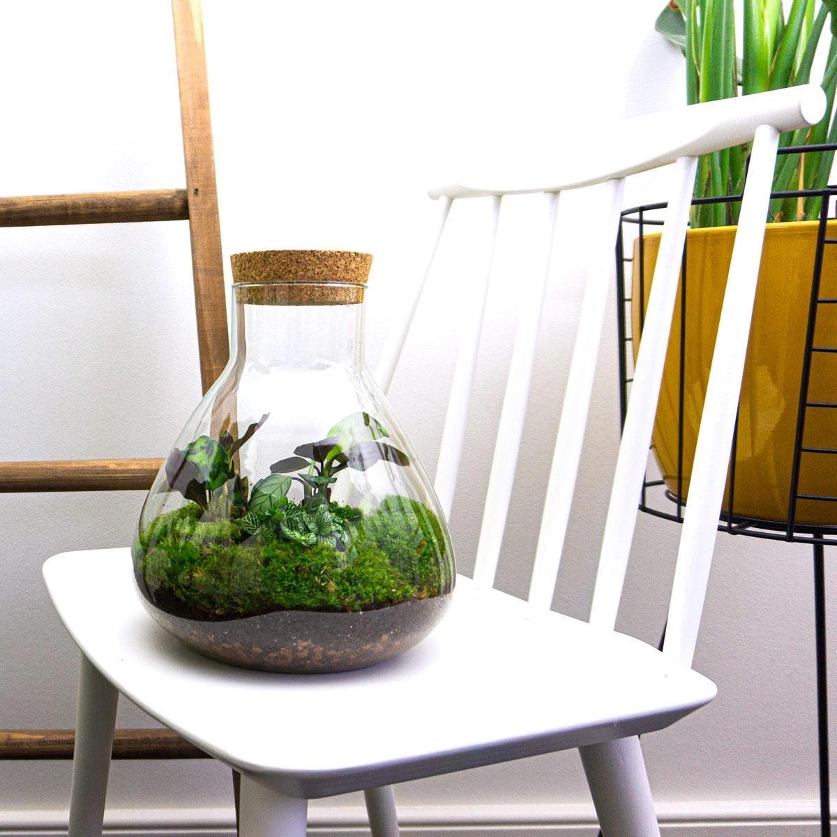 Sammie - Terrarium With Light - Bottle Garden DIY Kit - Ø 22,5 Cm ↑ 27 Cm 12 Sammie - Terrarium With Light - Bottle Garden DIY Kit - Ø 22,5 Cm ↑ 27 Cm - Image 12