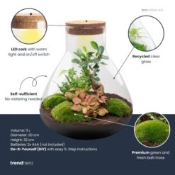 Sam XL Bonsai - Terrarium With Light - Bottle Garden DIY Kit - Ø 30 cm ↑ 32 cm -Plant Haven Home samxl bonsai plant terrarium diy kit info trendhero