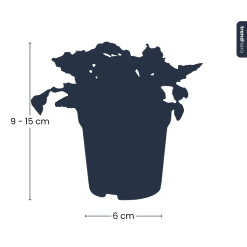 Fittonia Joly Lemon - White And Green (Fluor) - Mosaic Plant - Terrarium Plant -Plant Haven Home silhouet fittonia trendhero pm8 0d272ec8 fb7d 4aac 9a6b b131c6aca68d