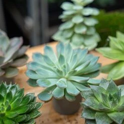 Succulent Mix Set - Assorted Succulents In 6 Cm Pots (8–12 Cm High) 18 Succulent Mix Set - Assorted Succulents In 6 Cm Pots (8–12 Cm High) -Plant Haven Home succulent mix set plants 6cm pot vetplant cactus 003