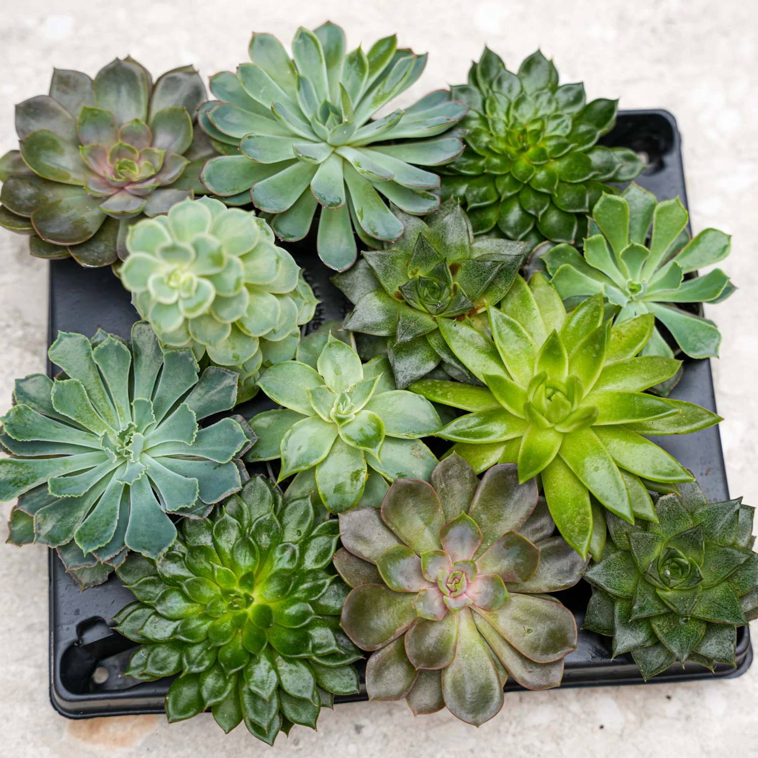Succulent Mix Set - Assorted Succulents In 6 Cm Pots (8–12 Cm High) 3 Succulent Mix Set - Assorted Succulents In 6 Cm Pots (8–12 Cm High) - Image 3