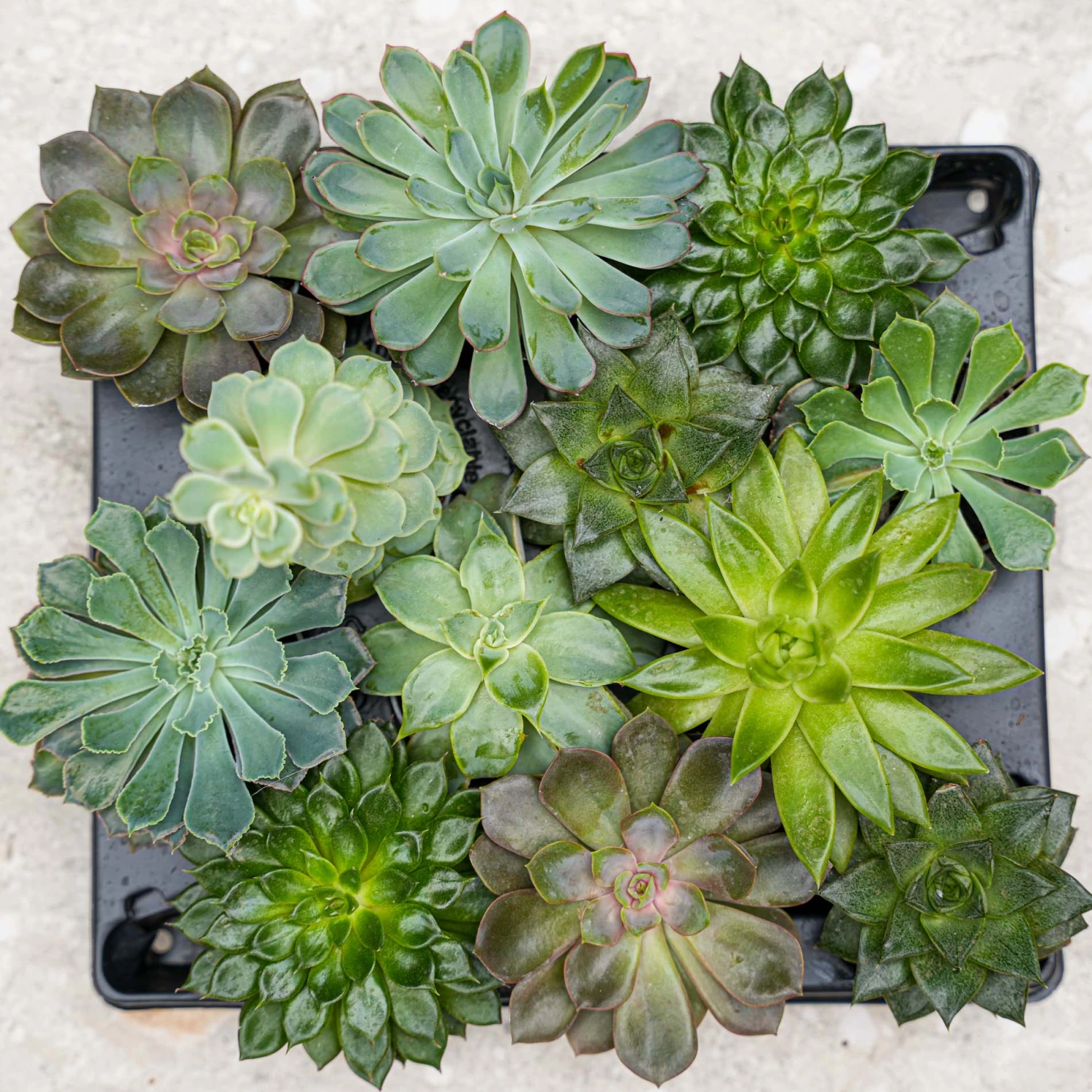 Succulent Mix Set - Assorted Succulents In 6 Cm Pots (8–12 Cm High) 10 Succulent Mix Set - Assorted Succulents In 6 Cm Pots (8–12 Cm High) - Image 10