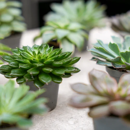 Succulent Mix Set - Assorted Succulents In 6 Cm Pots (8–12 Cm High) 16 Succulent Mix Set - Assorted Succulents In 6 Cm Pots (8–12 Cm High) -Plant Haven Home succulenten plant pflanze trendhero potsize6 06562 2
