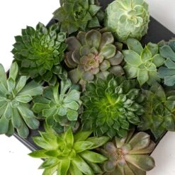 Succulent Mix Set - Assorted Succulents In 6 Cm Pots (8–12 Cm High) 15 Succulent Mix Set - Assorted Succulents In 6 Cm Pots (8–12 Cm High) -Plant Haven Home succulenten plant pflanze trendhero potsize6 06584 2