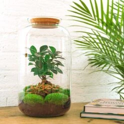 Sven XL Bonsai - Terrarium With Light - Bottle Garden DIY Kit - Ø 23 Cm ↑ 43 Cm -Plant Haven Home sven bonsai terrarium mini ecosysteem