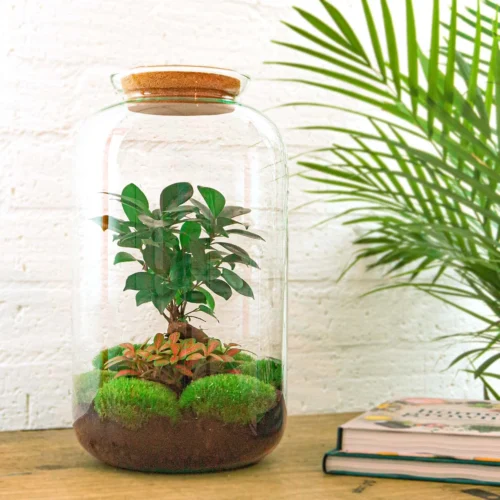 Sven XL Bonsai - Terrarium With Light - Bottle Garden DIY Kit - Ø 23 Cm ↑ 43 Cm -Plant Haven Home sven bonsai terrarium mini ecosysteem