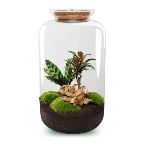 Sven XL Palm - Terrarium With Light - Bottle Garden DIY Kit - Ø 23 Cm ↑ 43 Cm 8 Sven XL Palm - Terrarium With Light - Bottle Garden DIY Kit - Ø 23 Cm ↑ 43 Cm -Plant Haven Home sven xl palm terrarium flaschengarten diy