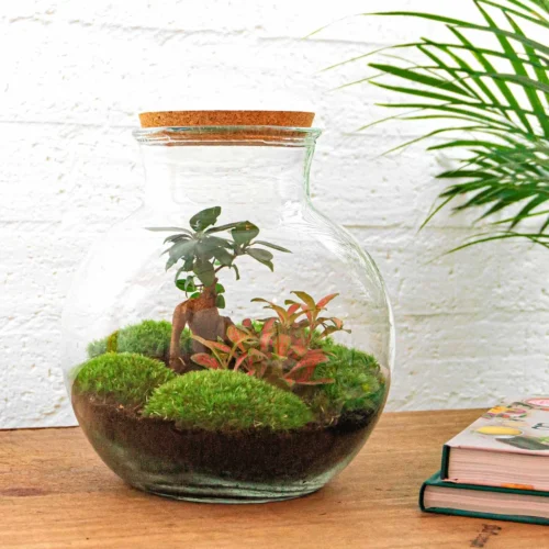 Teddy Bonsai - Terrarium With Light - Bottle Garden DIY Kit - Ø 25 Cm ↑ 26,5 Cm -Plant Haven Home teddy bonsai closed terrarium kit