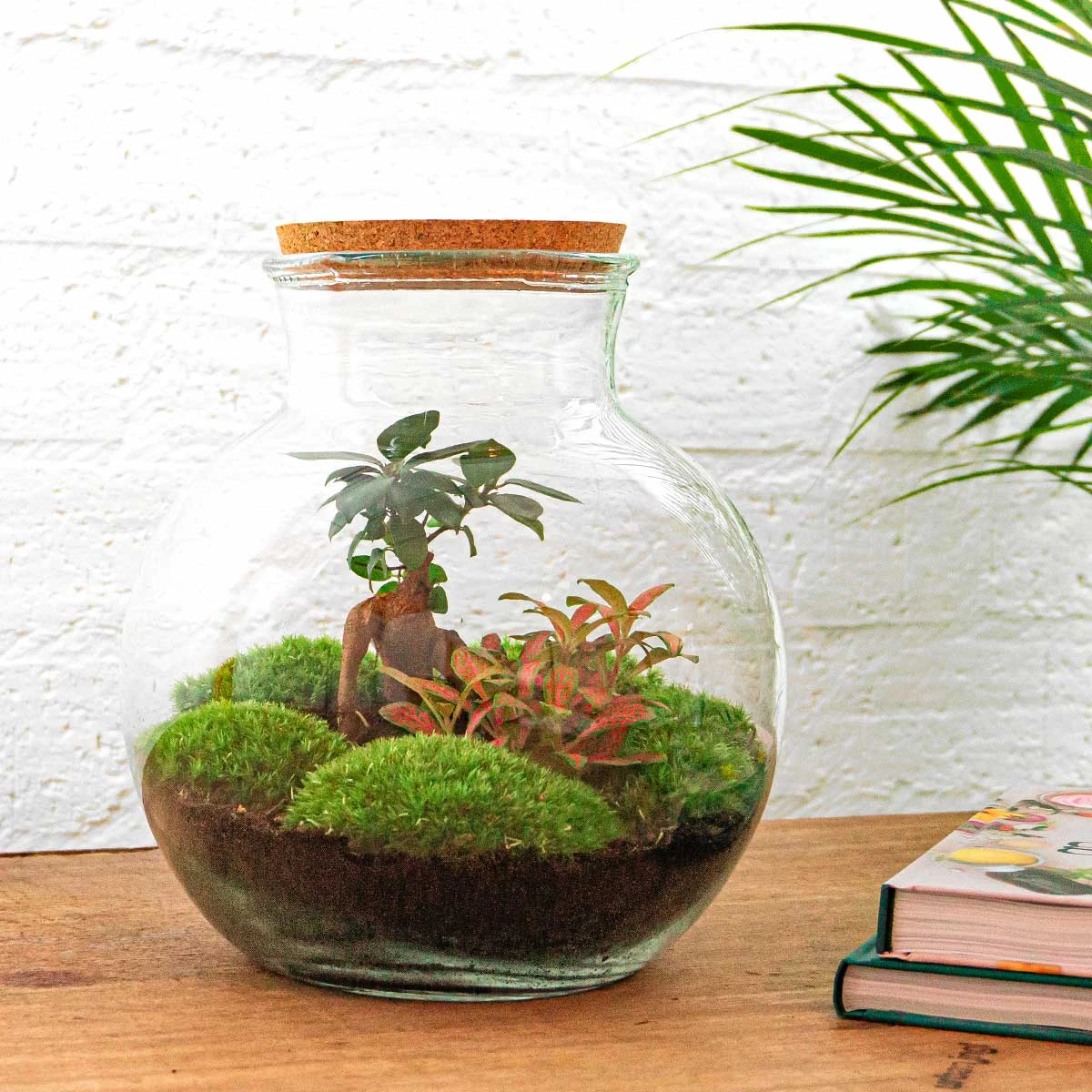 Teddy Bonsai - Terrarium With Light - Bottle Garden DIY Kit - Ø 25 Cm ↑ 26,5 Cm 6 Teddy Bonsai - Terrarium With Light - Bottle Garden DIY Kit - Ø 25 Cm ↑ 26,5 Cm - Image 6