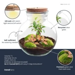 Teddy Bonsai - Terrarium With Light - Bottle Garden DIY Kit - Ø 25 Cm ↑ 26,5 Cm 9 Teddy Bonsai - Terrarium With Light - Bottle Garden DIY Kit - Ø 25 Cm ↑ 26,5 Cm -Plant Haven Home teddy bonsai red plant terrarium diy kit info trendhero 291a060f a4bc 4809 b64b 3d20f5523529