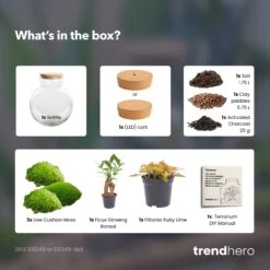 Teddy Bonsai - Terrarium With Light - Bottle Garden DIY Kit - Ø 25 Cm ↑ 26,5 Cm 10 Teddy Bonsai - Terrarium With Light - Bottle Garden DIY Kit - Ø 25 Cm ↑ 26,5 Cm -Plant Haven Home teddy bonsai terrarium diy bottle garden dd62156b 9784 4758 bba7 39c274a349fe