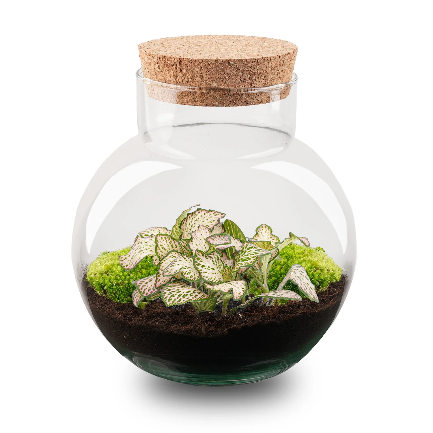 Noah - Terrarium - Bottle Garden DIY Kit - Ø 18.5 Cm ↑ 19 Cm
