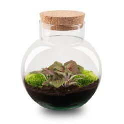 Plant Haven Home 31 Plant Haven Home -Plant Haven Home terrarium Noah Fittonia jolyjosan